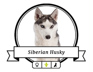 Siberian Husky Akima Siberian Husky Akima